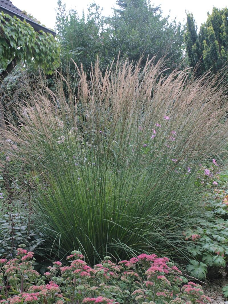 Molinia caerulea subsp. caerulea 'Igel'